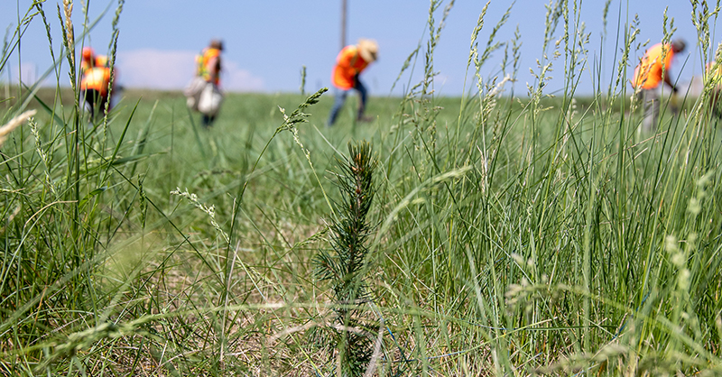 A tree seedling with SaskPower employees in a grassy field wearing orange hard hats and vests planting trees in the background. 